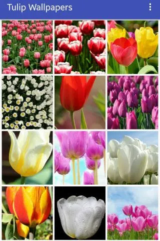 Tulip Wallpapers | Indus Appstore | Screenshot