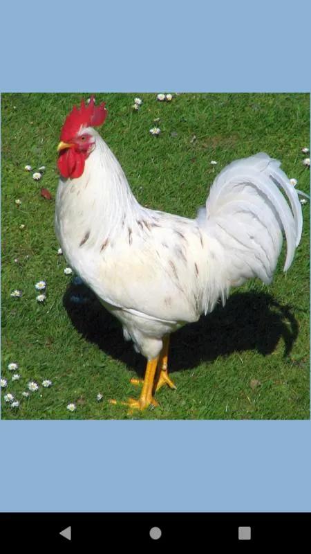 Rooster Photo wall | Indus Appstore | Screenshot