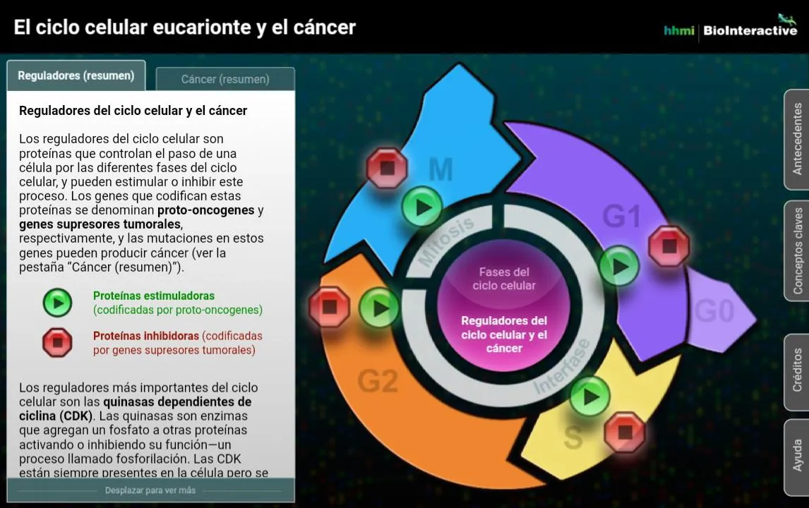 El ciclo celular eucarionte y  | Indus Appstore | Screenshot