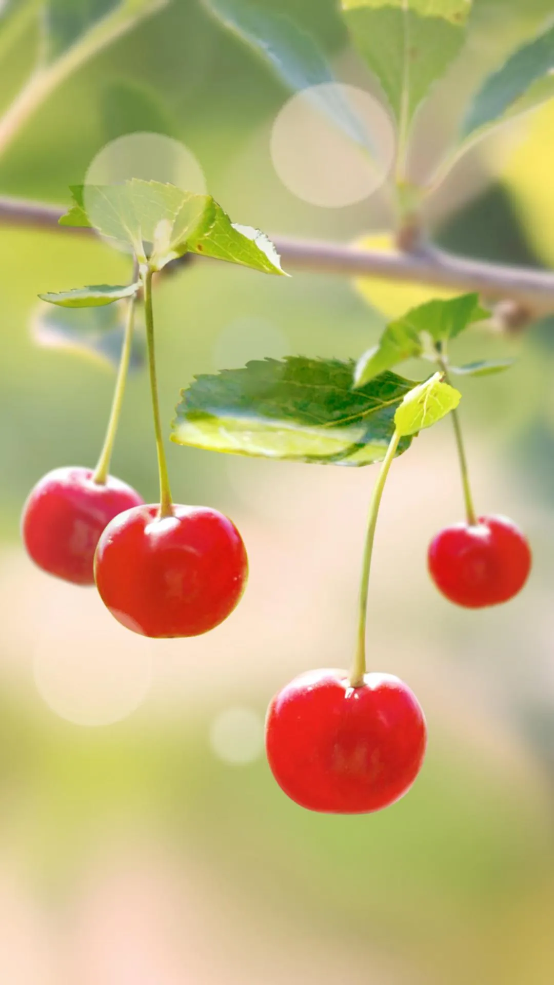 Sweet Cherry Live Wallpaper | Indus Appstore | Screenshot