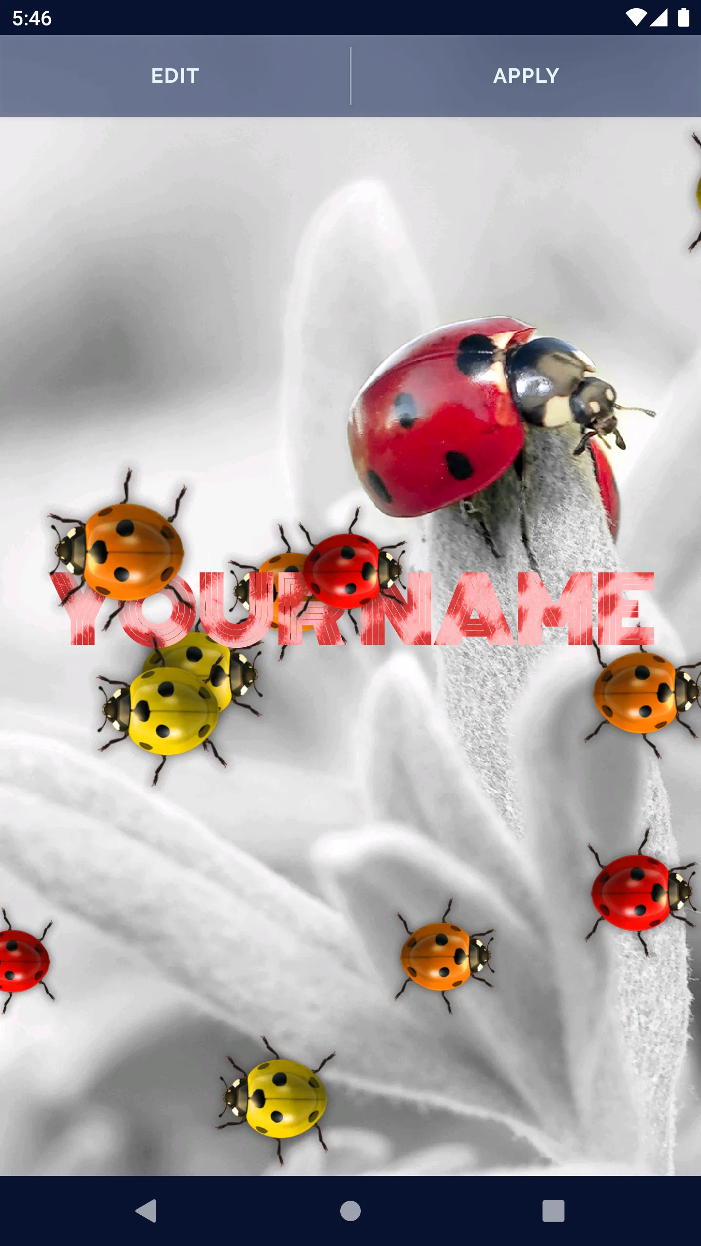 Cute Ladybug Live Wallpaper | Indus Appstore | Screenshot