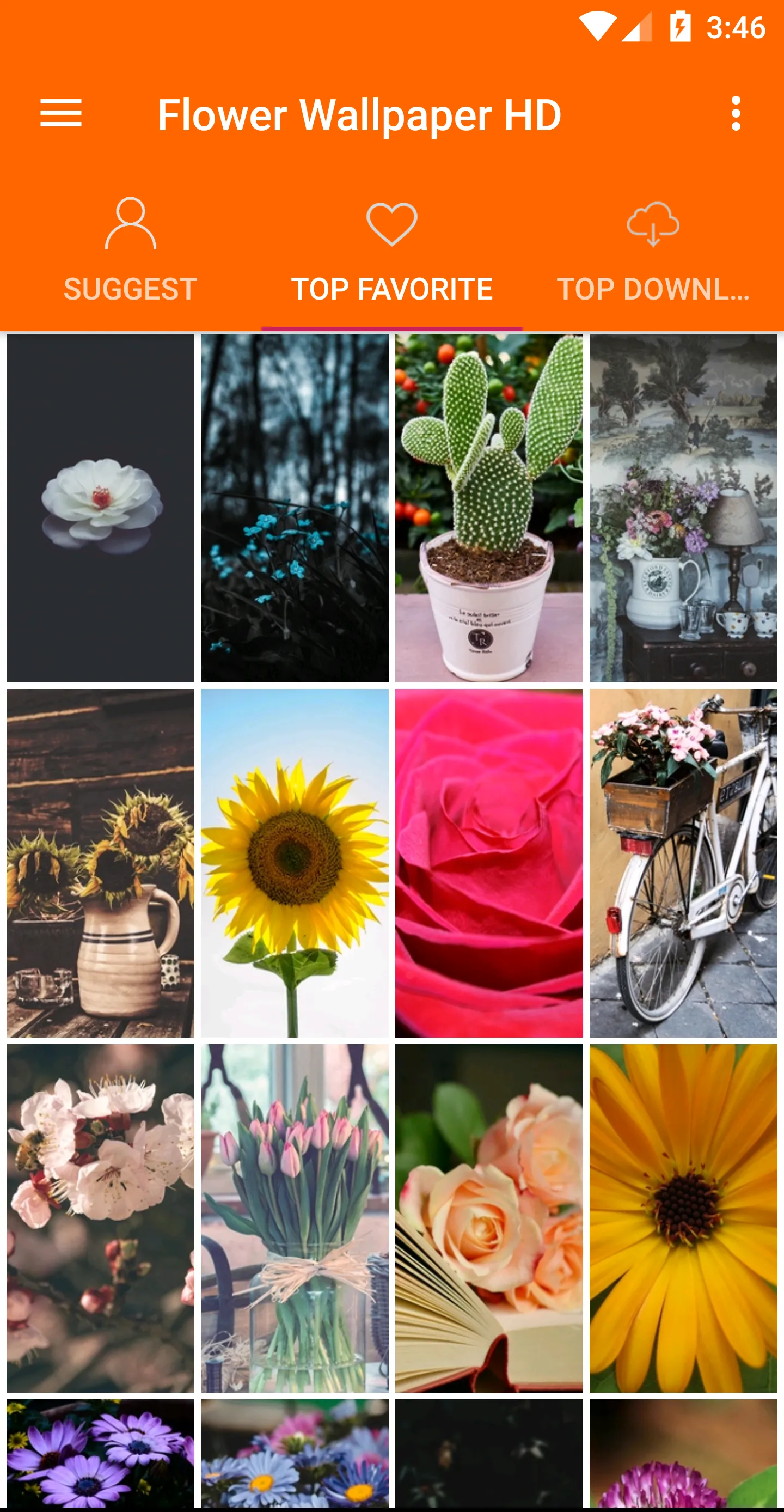 Flowers Wallpaper 4K | Indus Appstore | Screenshot