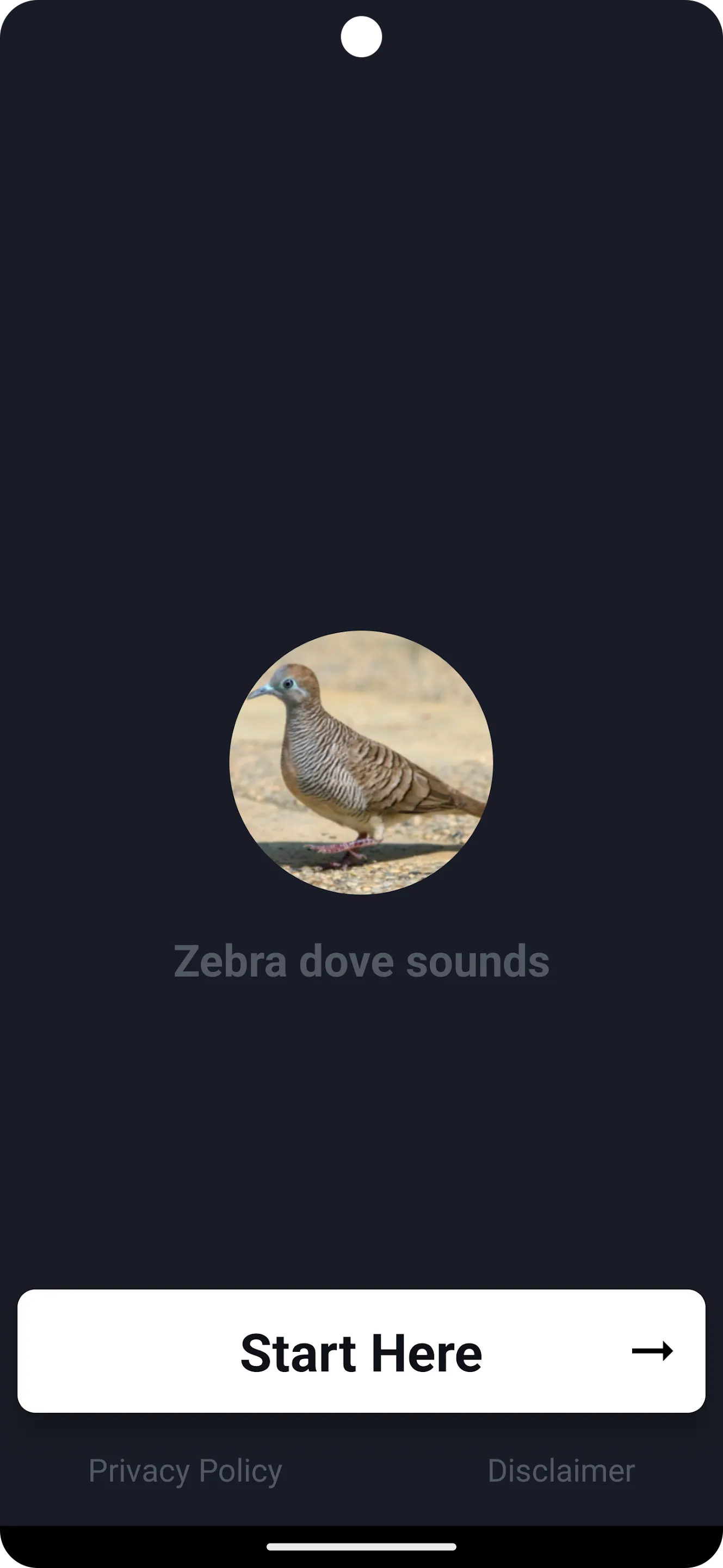 Zebra dove Sound | Indus Appstore | Screenshot