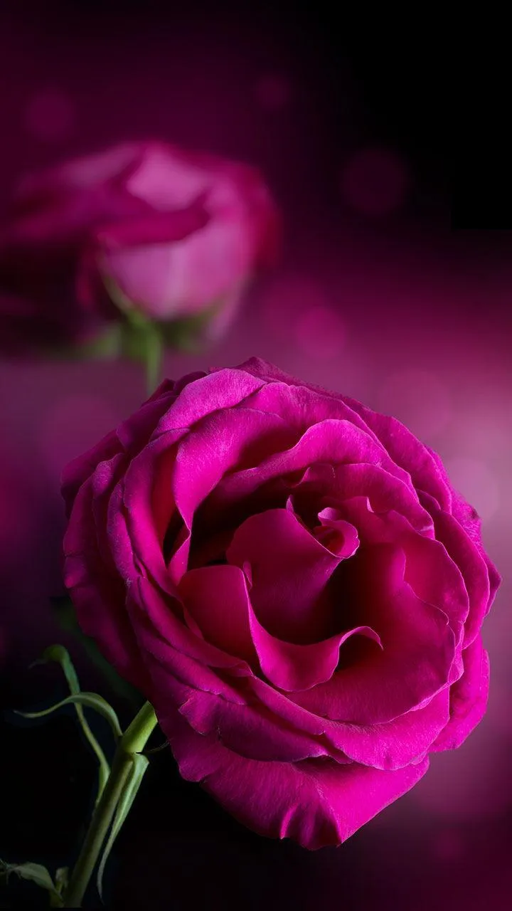 Pink Roses Live Wallpaper | Indus Appstore | Screenshot