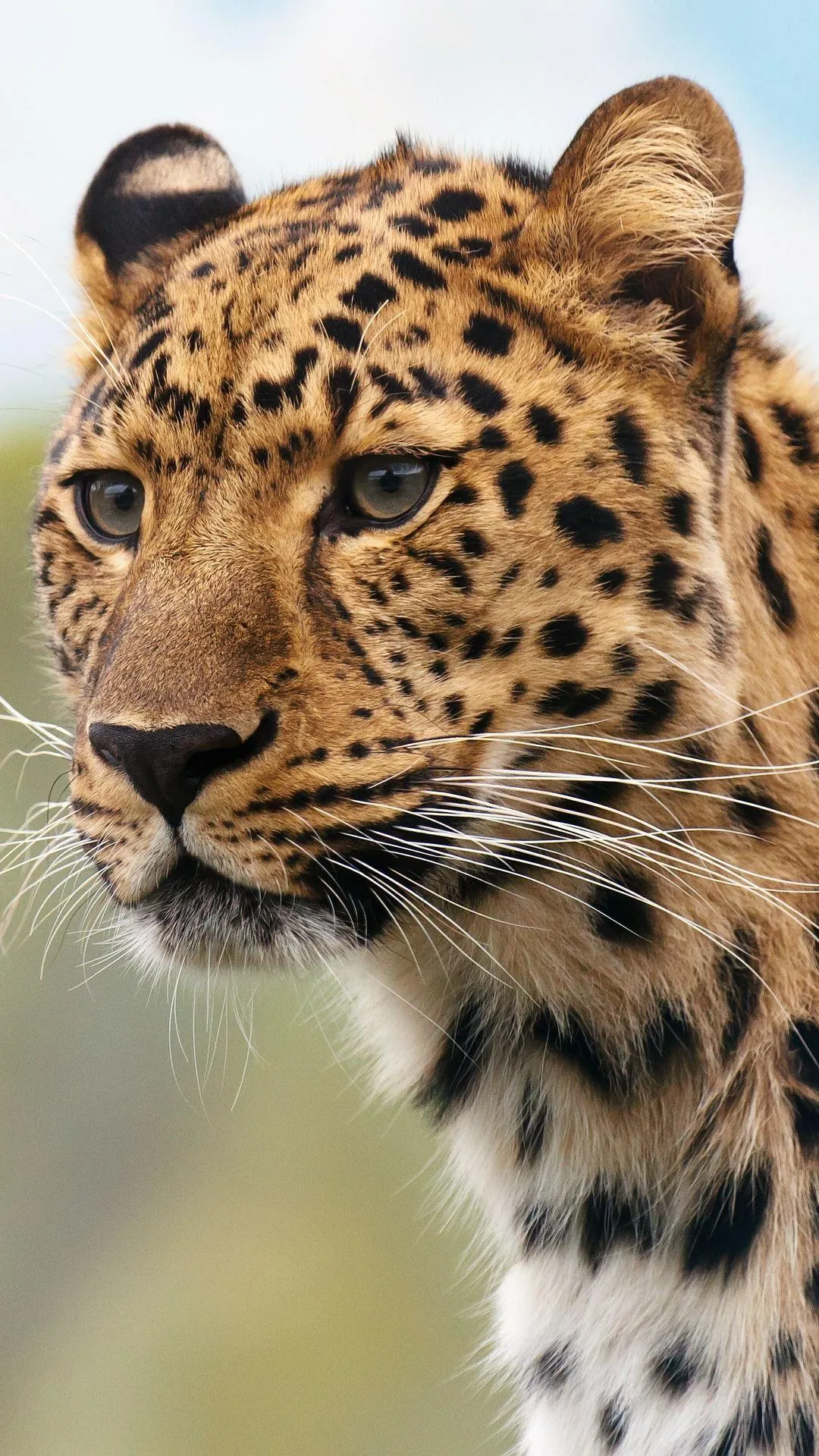 Magic Touch: Leopard Live Wall | Indus Appstore | Screenshot