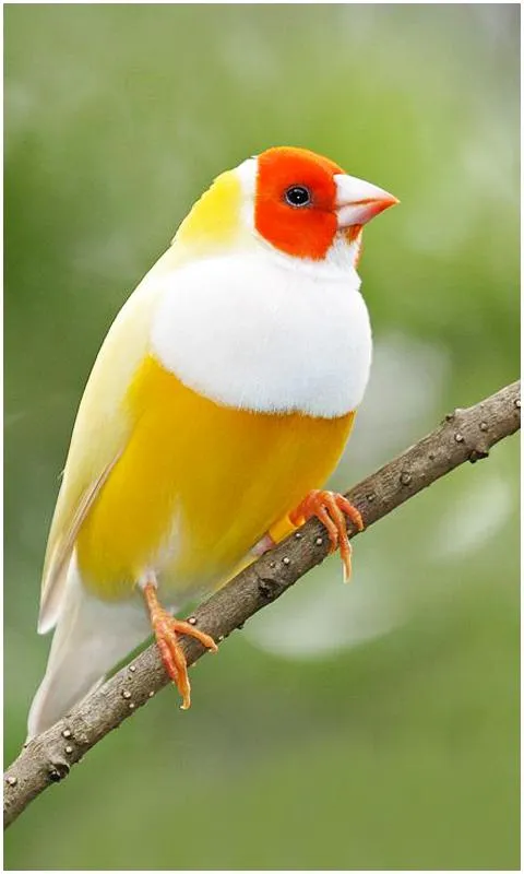 Beautiful Birds Wallpapers | Indus Appstore | Screenshot