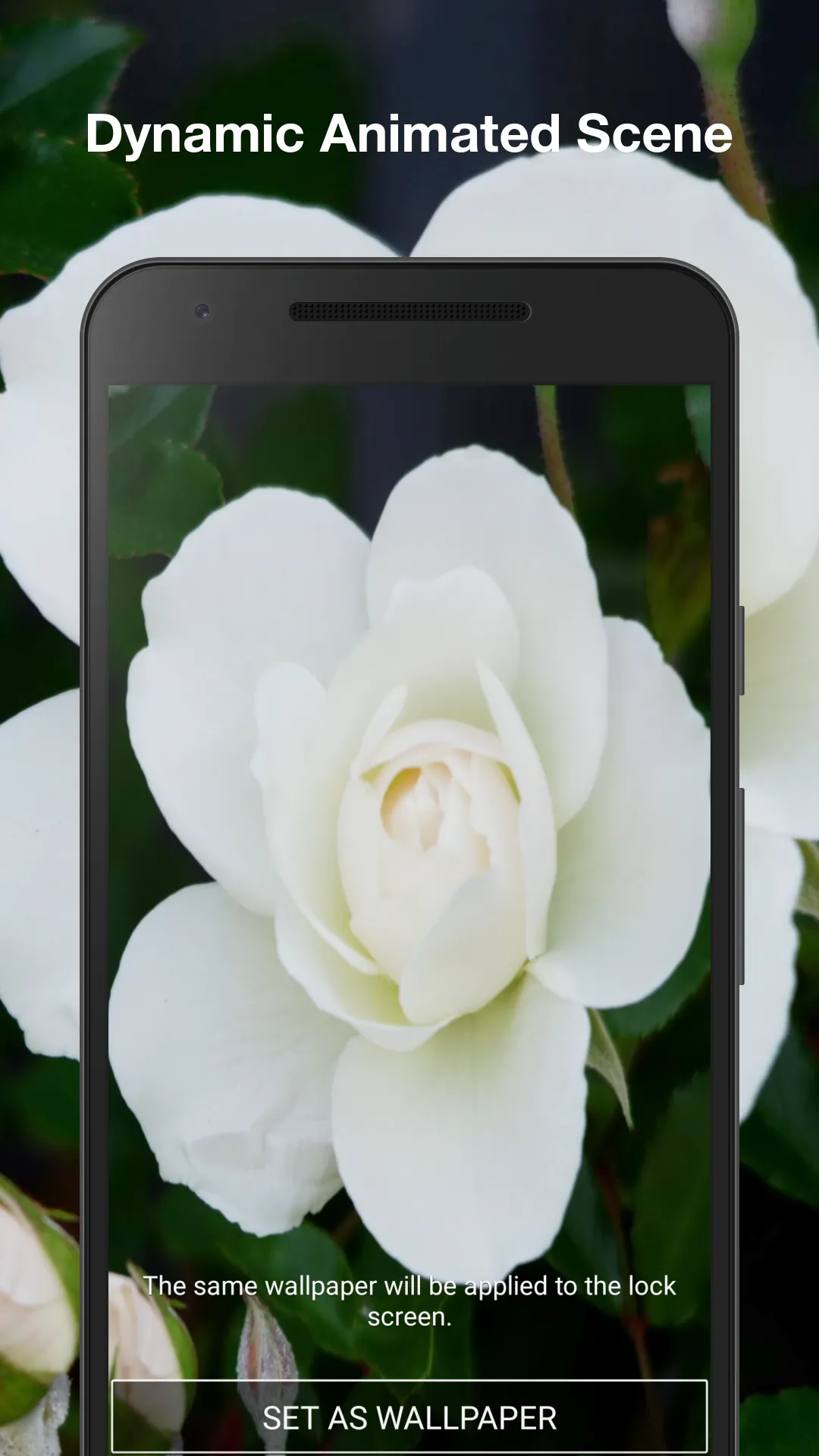 White Rose Live Wallpaper | Indus Appstore | Screenshot