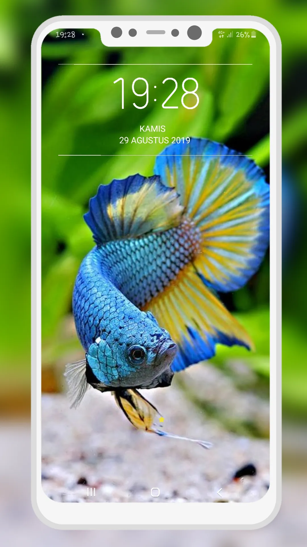 Betta Fish Wallpapers | Indus Appstore | Screenshot