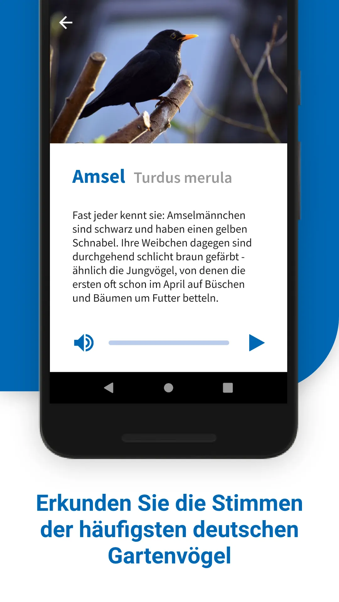 40 Gartenvögel & ihre Stimmen | Indus Appstore | Screenshot