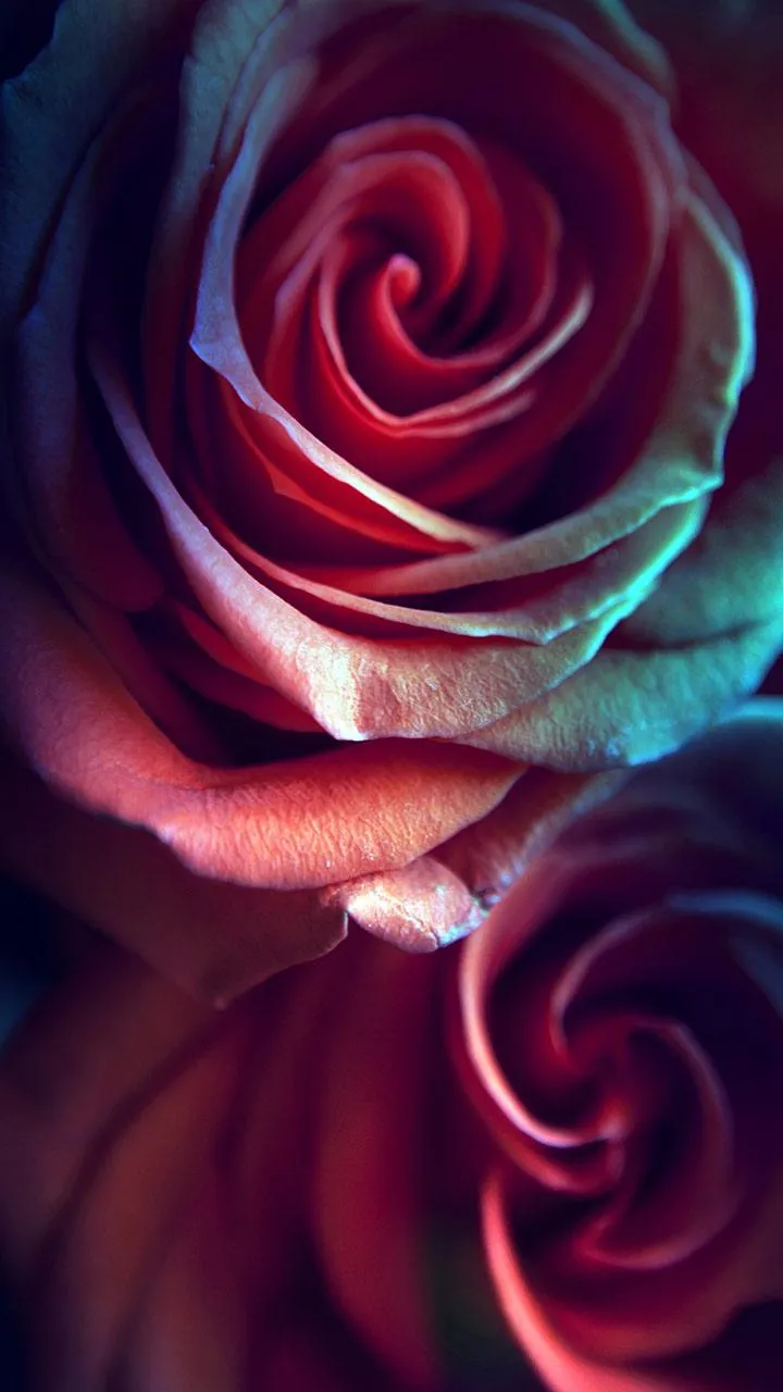 Rose Live Wallpaper | Indus Appstore | Screenshot