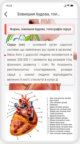 Human Anatomy. Angiology | Indus Appstore | Screenshot