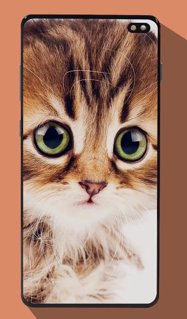 Cute Cat Wallpapers | Indus Appstore | Screenshot