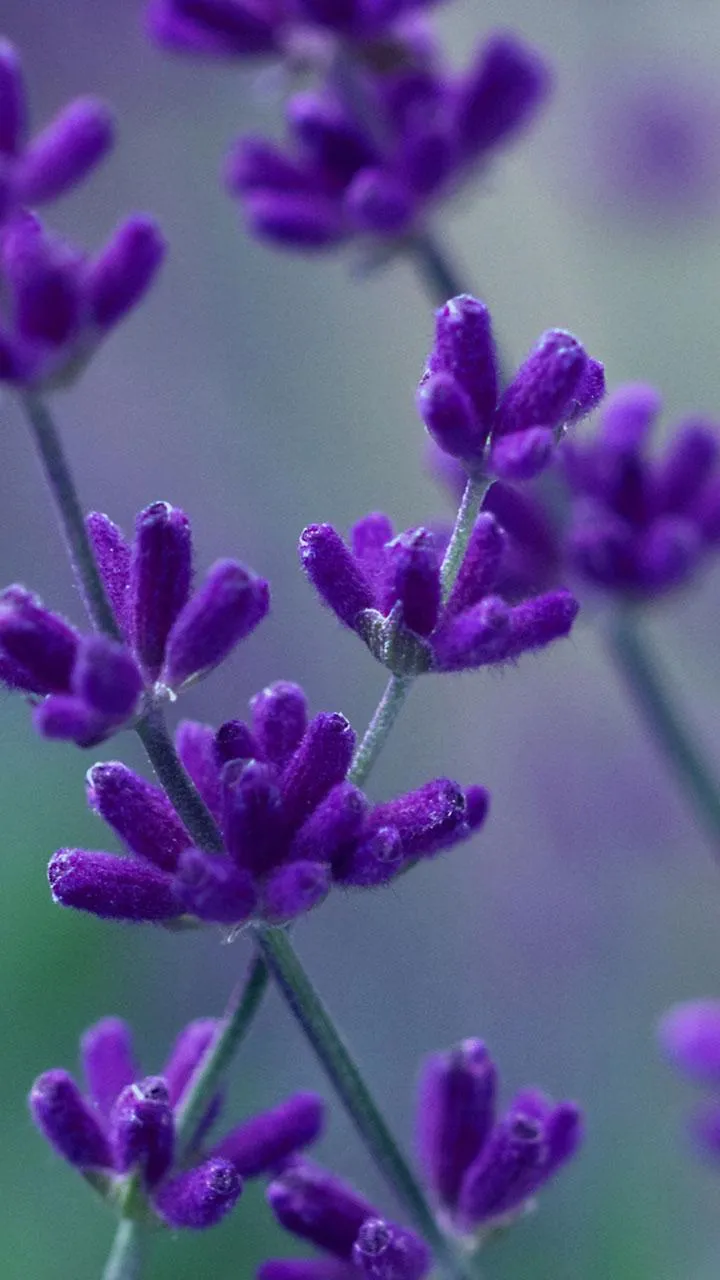 Lavender Live Wallpaper | Indus Appstore | Screenshot