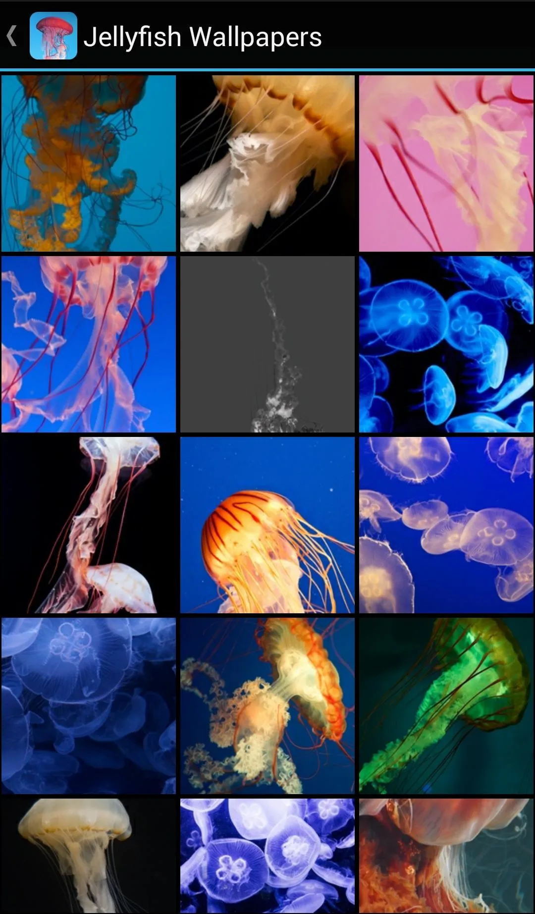 Jellyfish Wallpapers | Indus Appstore | Screenshot