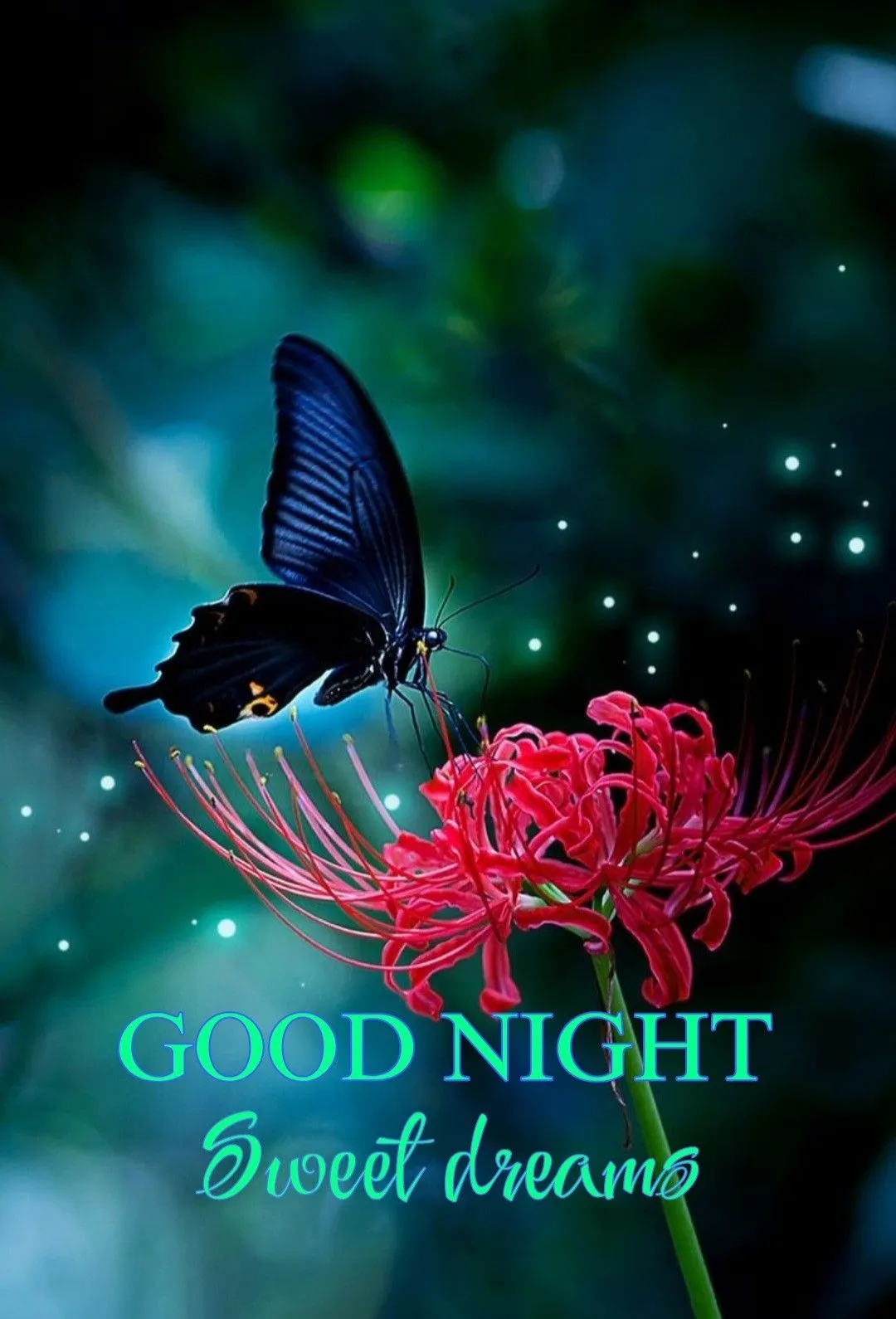 Good Night Images  Quotes 2024 | Indus Appstore | Screenshot