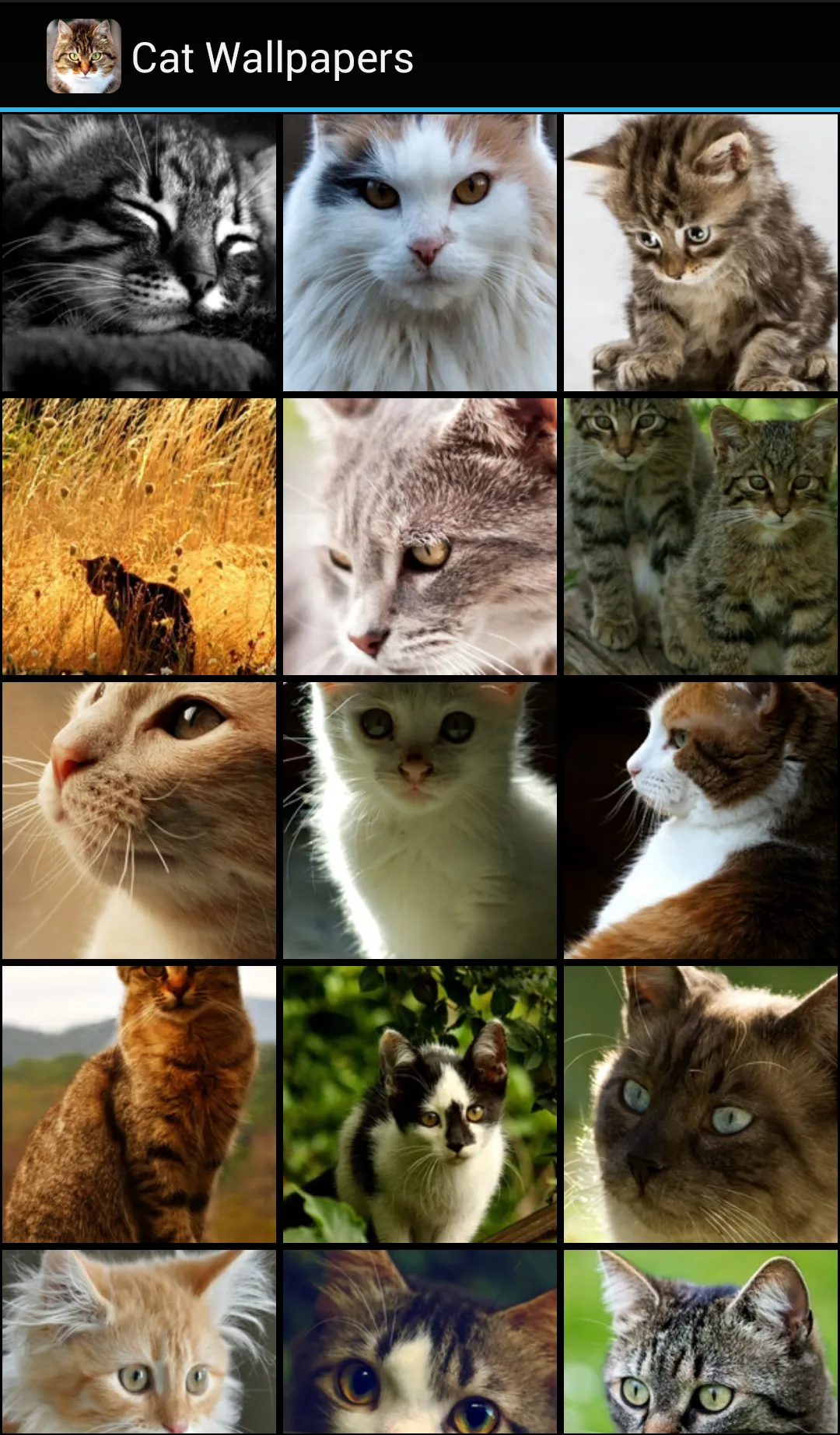 Cat Wallpapers | Indus Appstore | Screenshot