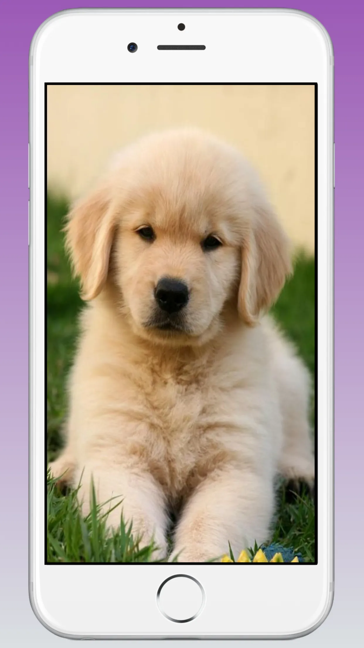 Cute Puppy & Dog Wallpapers HD | Indus Appstore | Screenshot