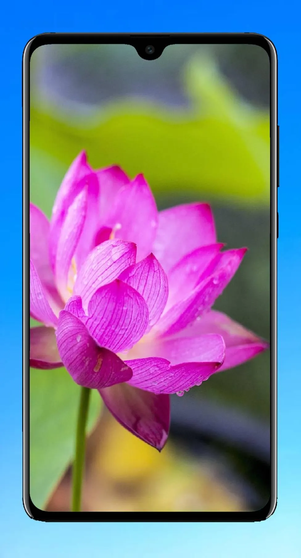 Lotus Wallpaper HD | Indus Appstore | Screenshot