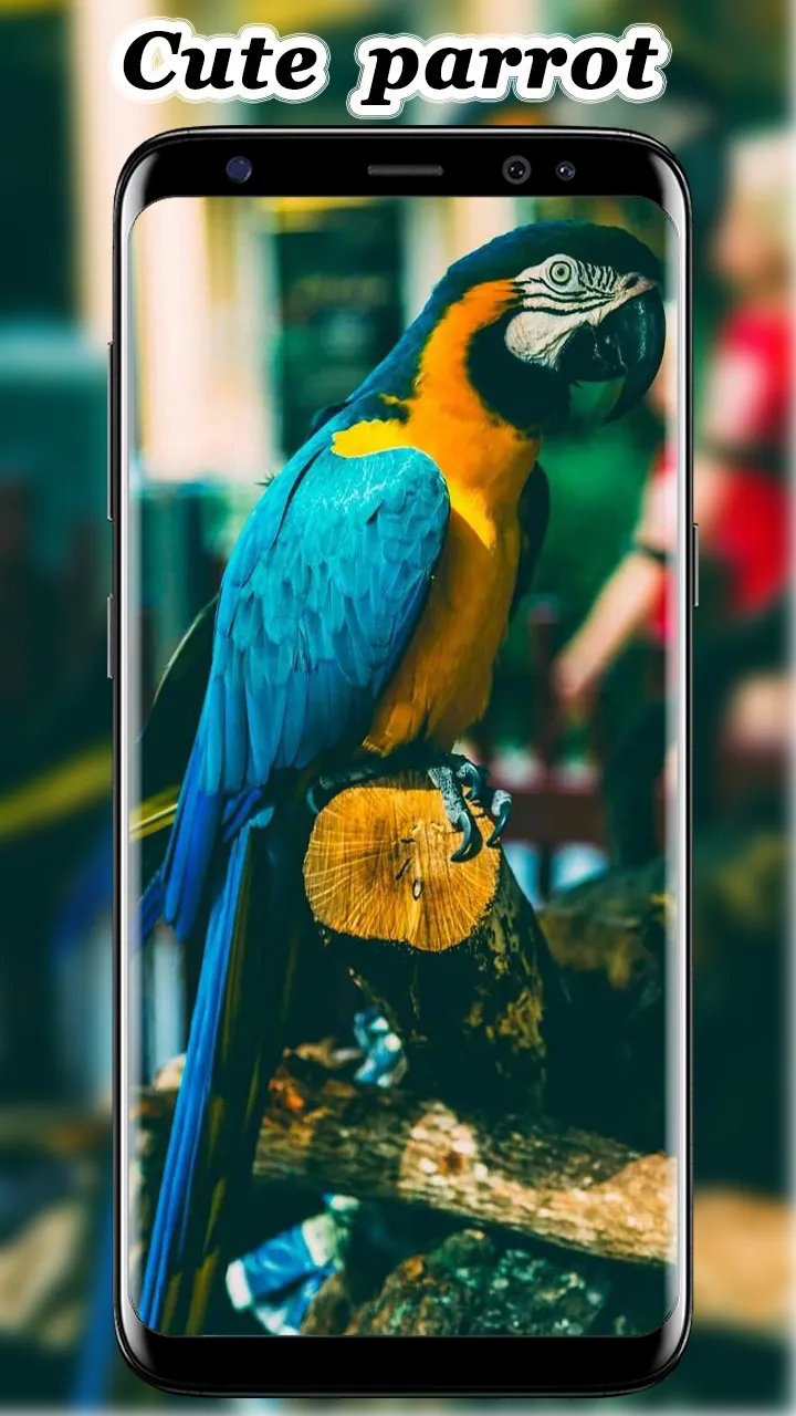 Cute Parrot Wallpaper | Indus Appstore | Screenshot