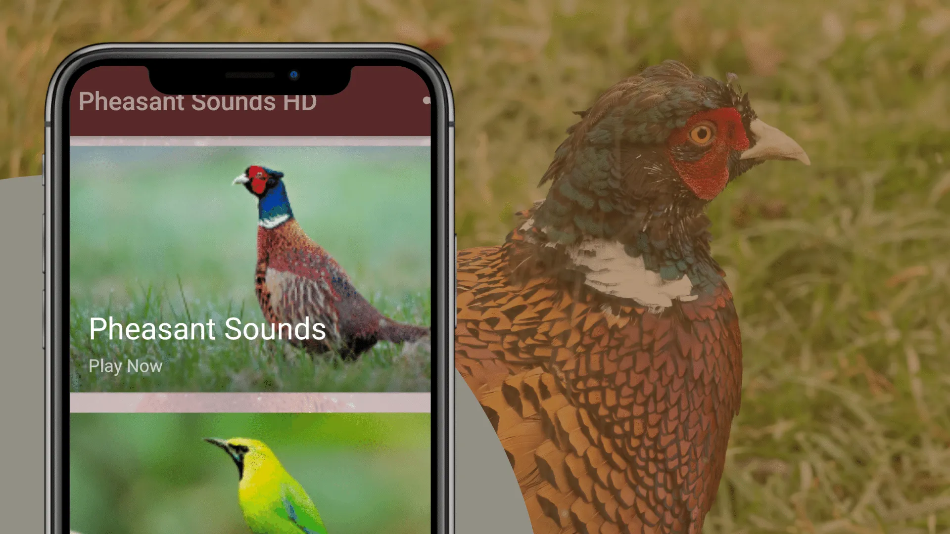 Pheasant Sounds | Indus Appstore | Screenshot