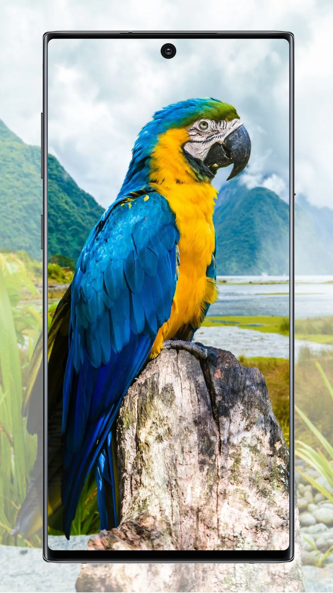 Cute Parrot Wallpaper | Indus Appstore | Screenshot