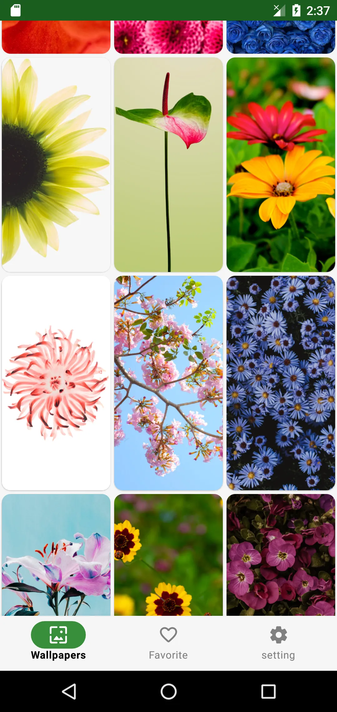 Flower Wallpaper | Indus Appstore | Screenshot