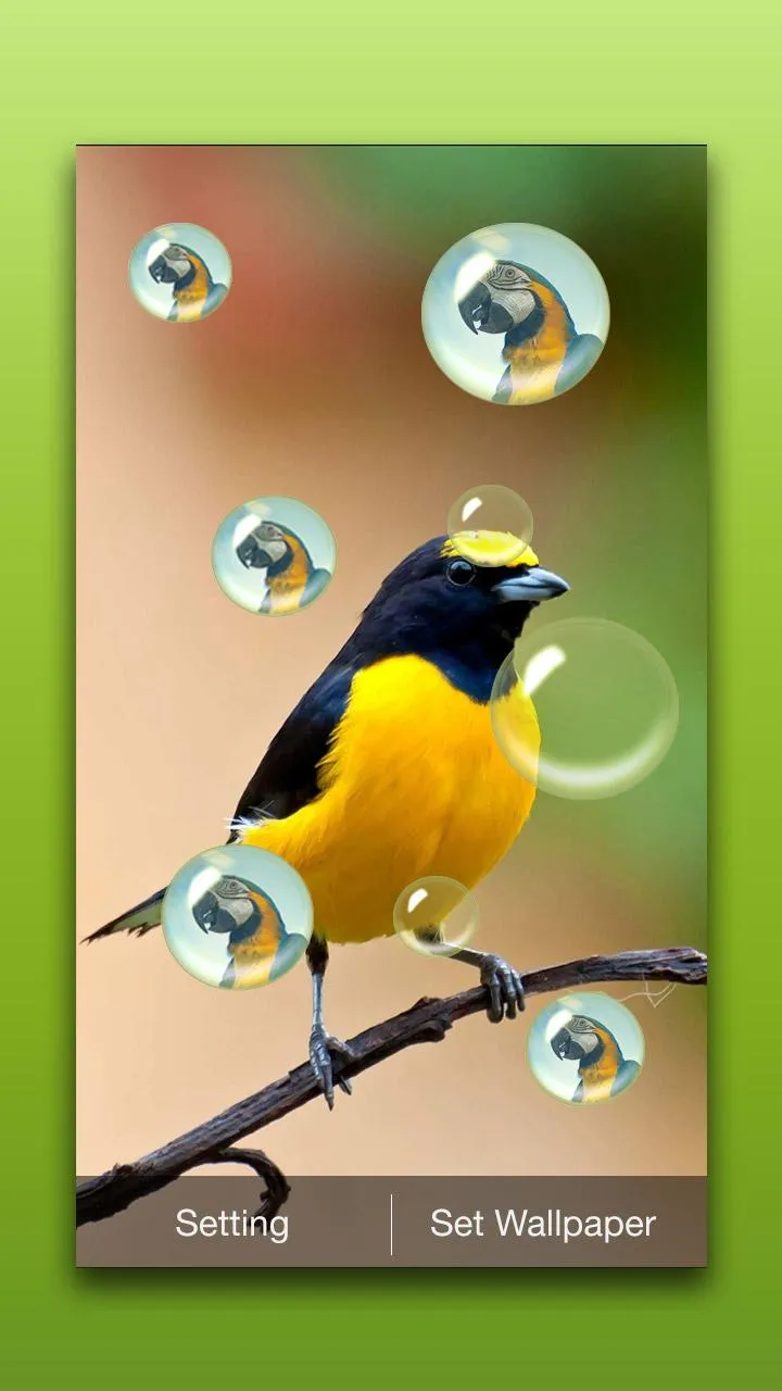 Bird Live Wallpaper | Indus Appstore | Screenshot