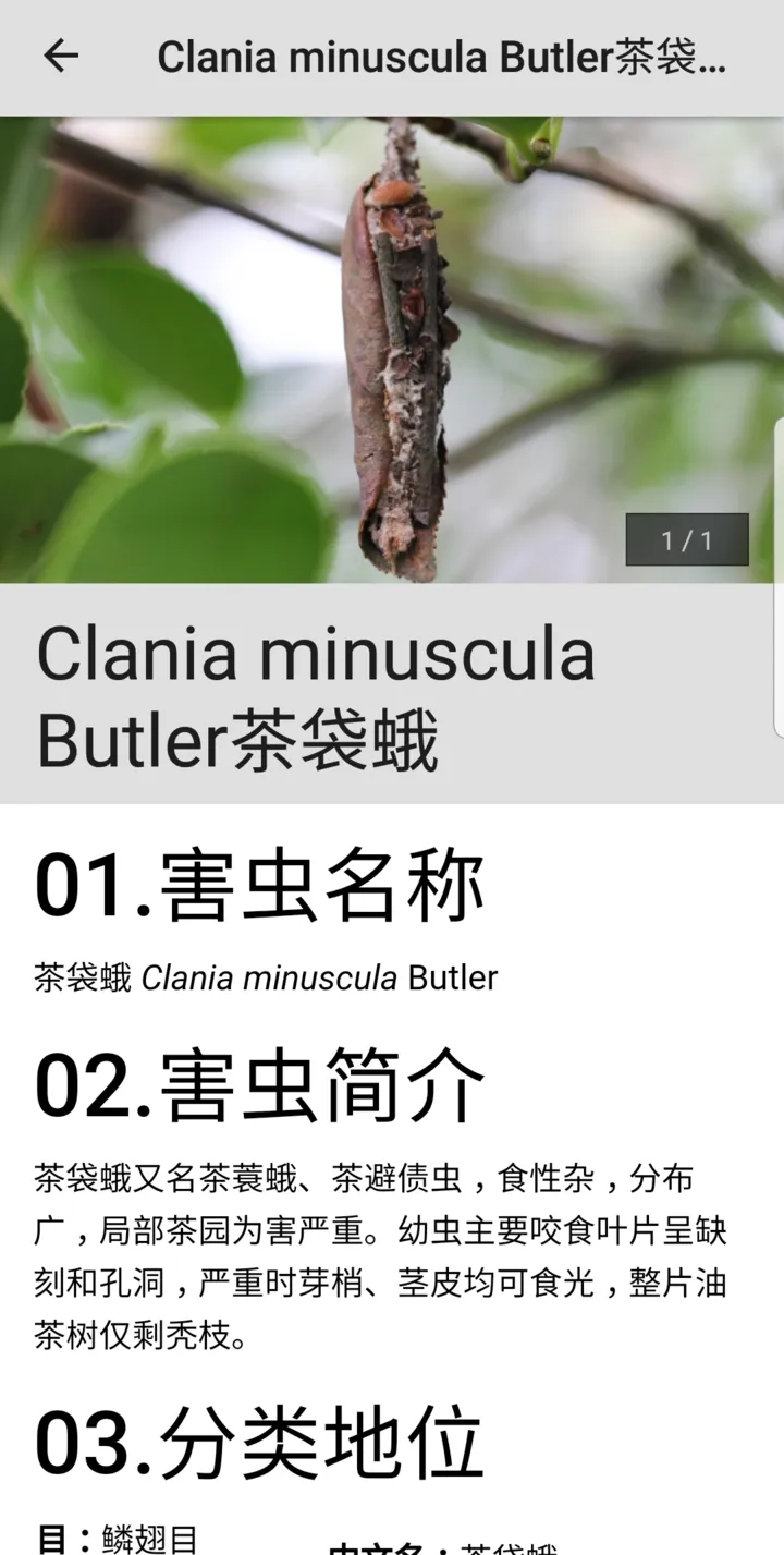 Camellia Pest ID | Indus Appstore | Screenshot