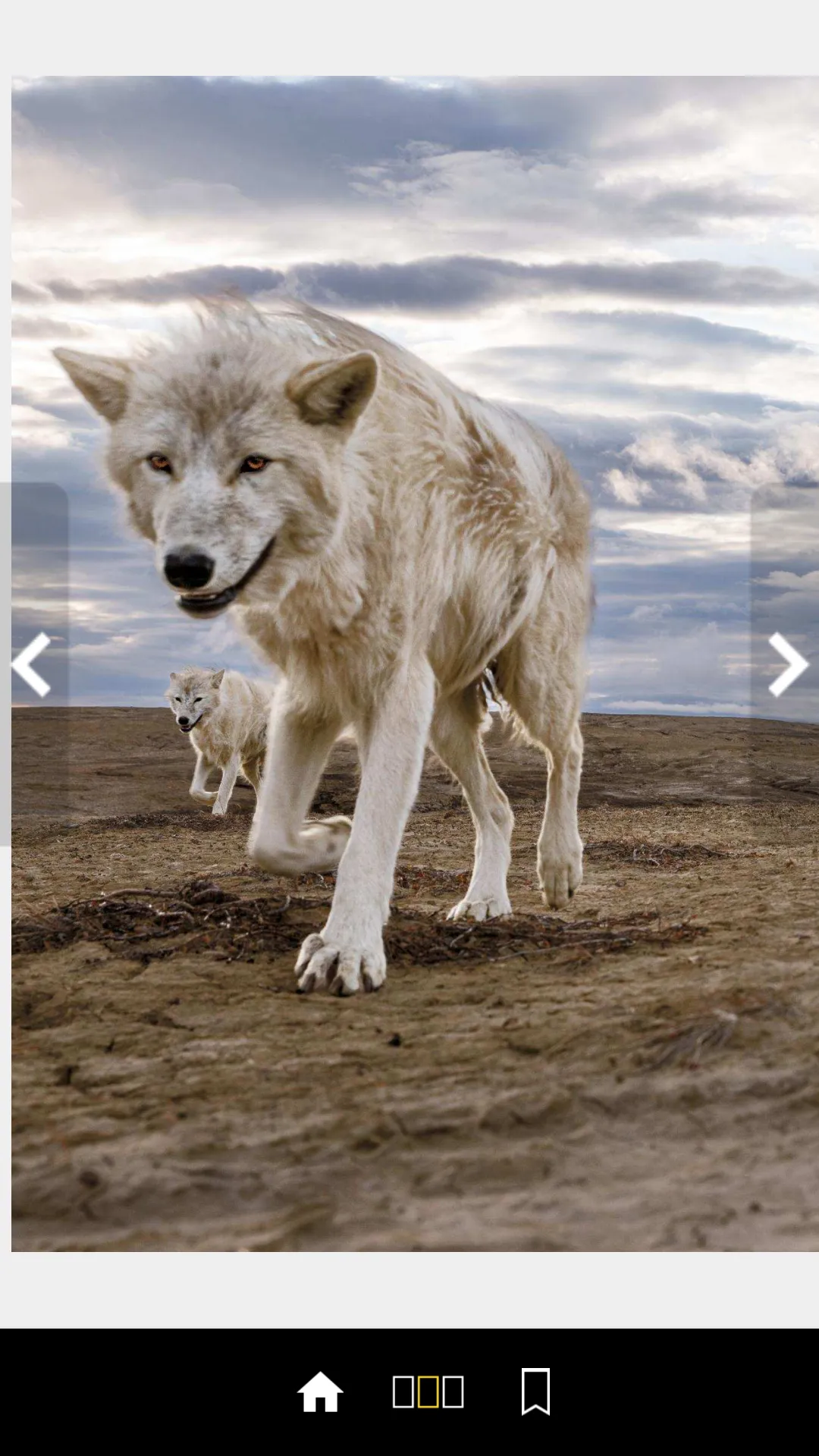 National Geographic Italia | Indus Appstore | Screenshot