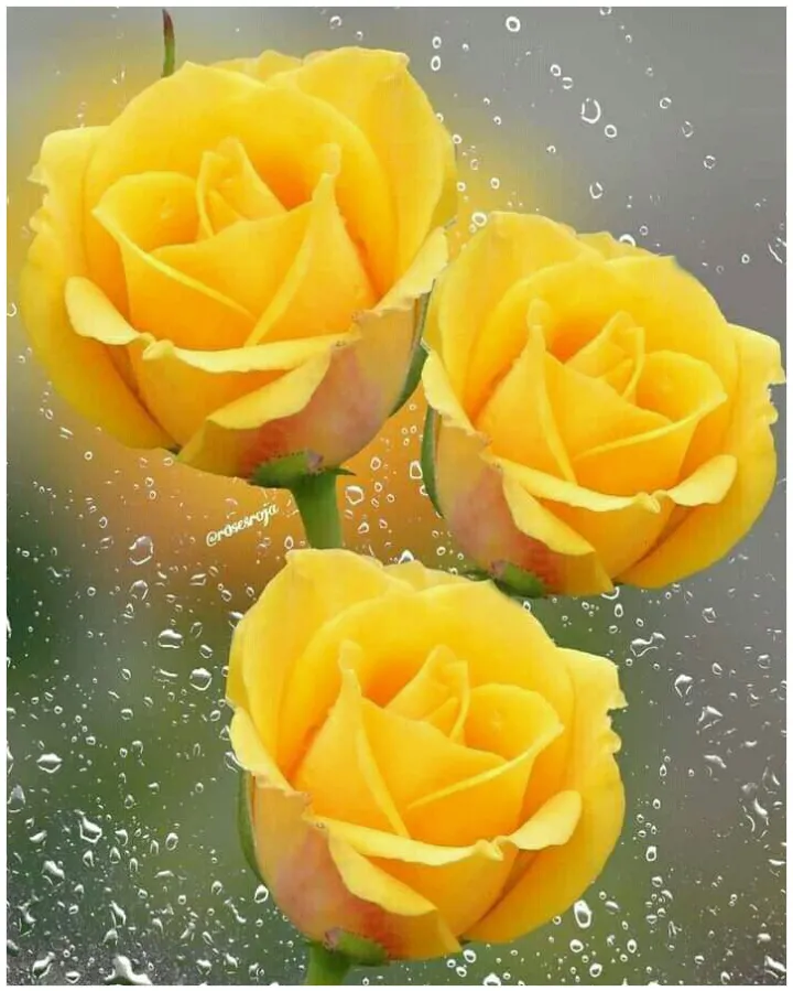 Flowers and Roses images | Indus Appstore | Screenshot