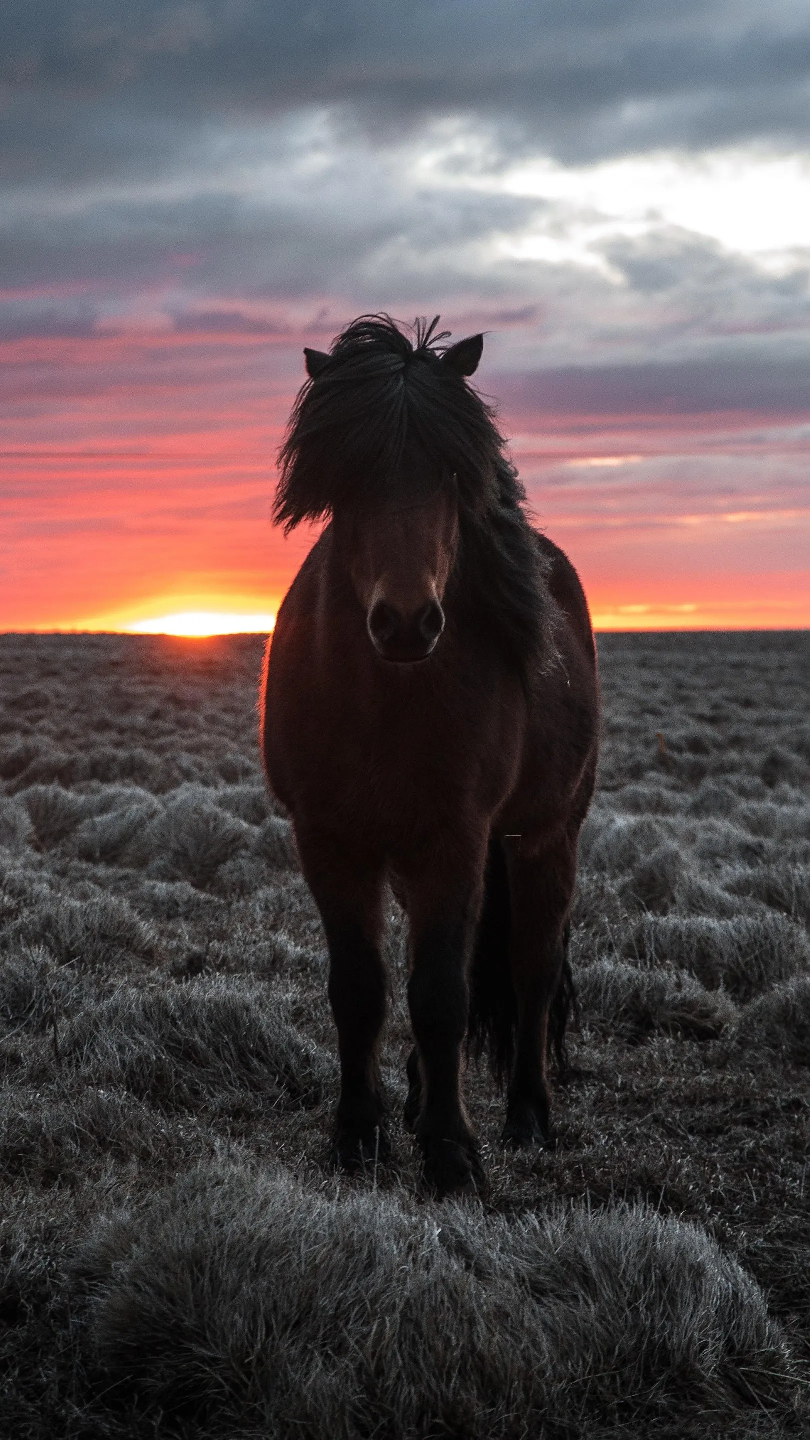 Horse Wallpapers | Indus Appstore | Screenshot