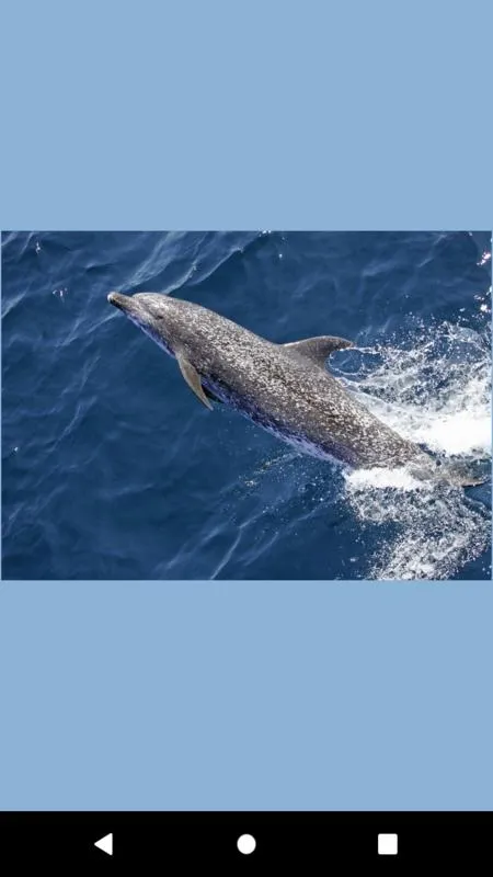 dolphin fish wallpaper | Indus Appstore | Screenshot