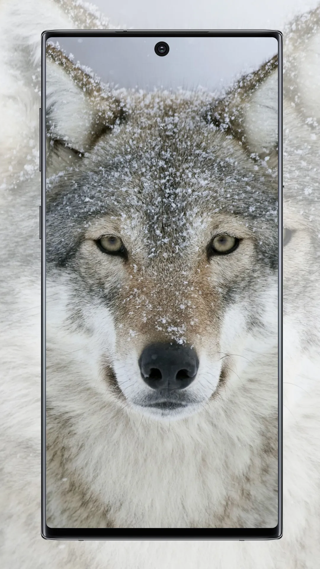 Wolf Wallpaper | Indus Appstore | Screenshot