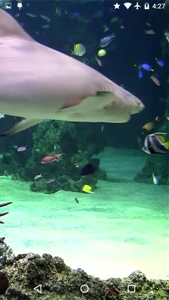 Video Wallpaper: Aquarium | Indus Appstore | Screenshot