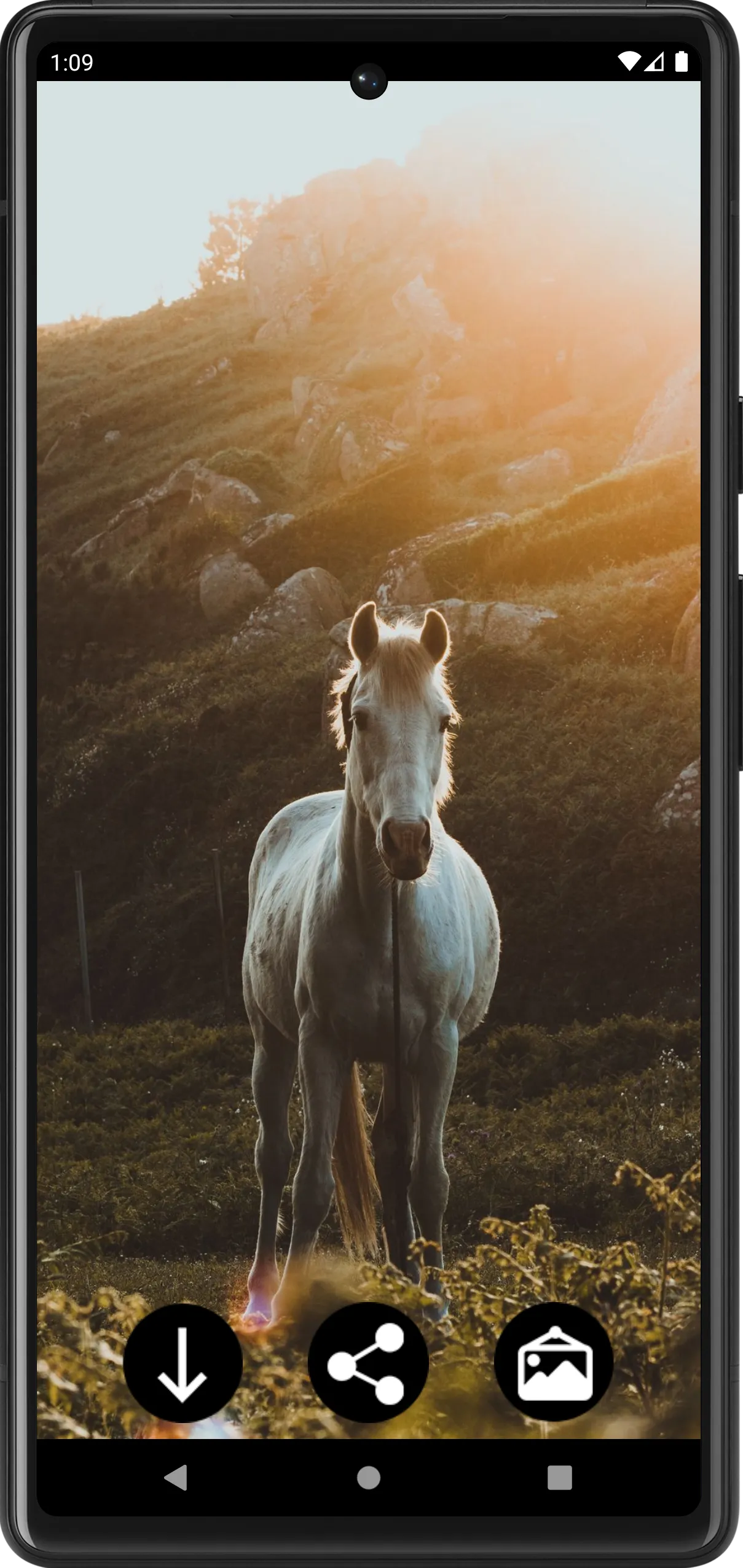 Horse Wallpapers | Indus Appstore | Screenshot