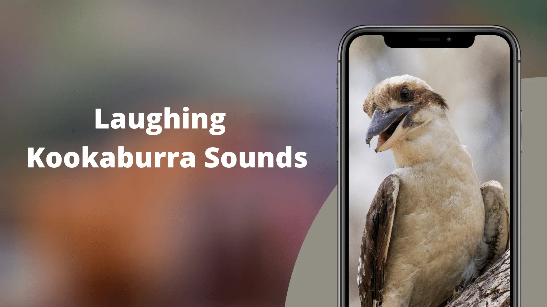 Laughing Kookaburra Sounds | Indus Appstore | Screenshot