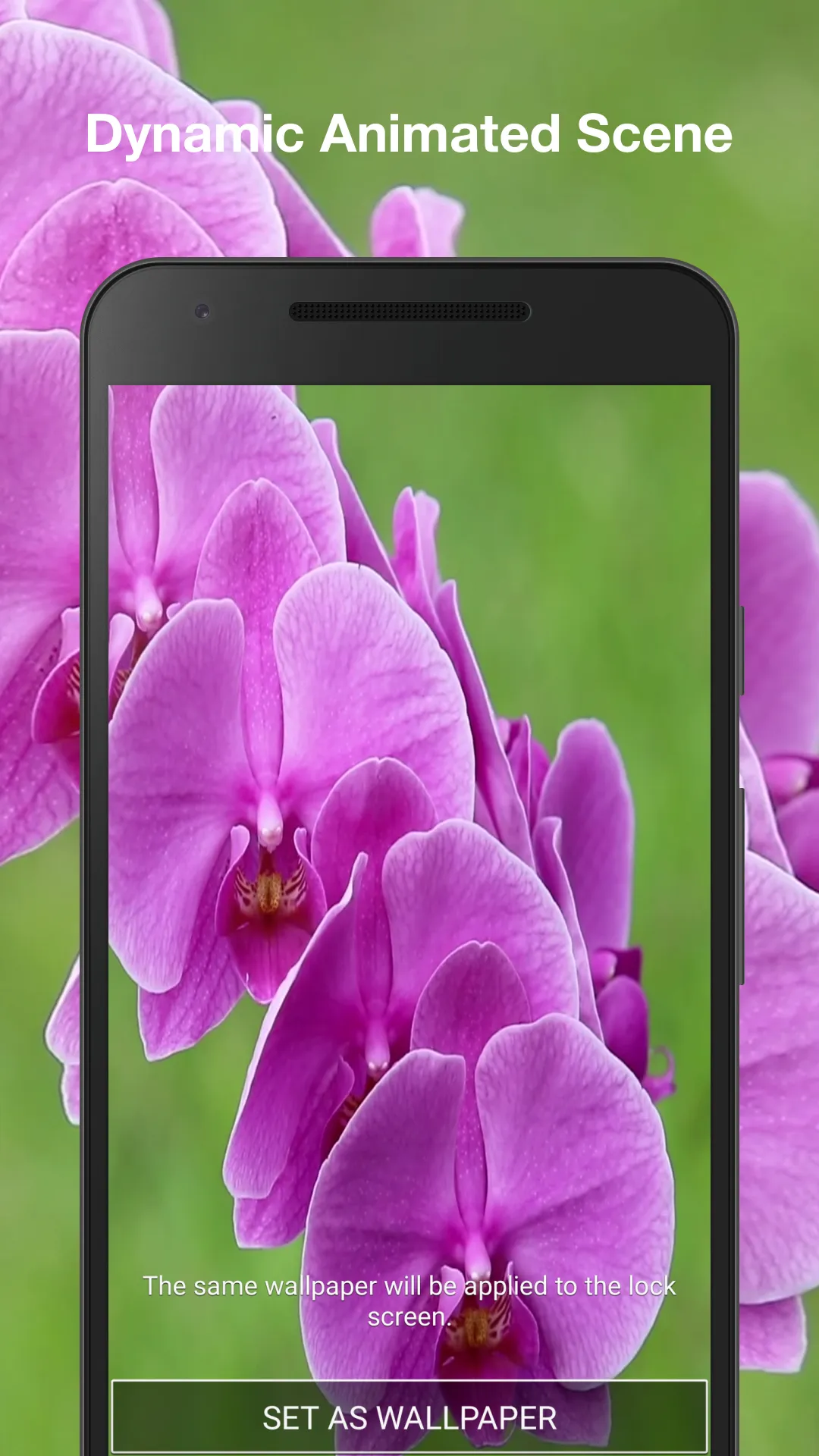 Orchids Live Wallpaper | Indus Appstore | Screenshot