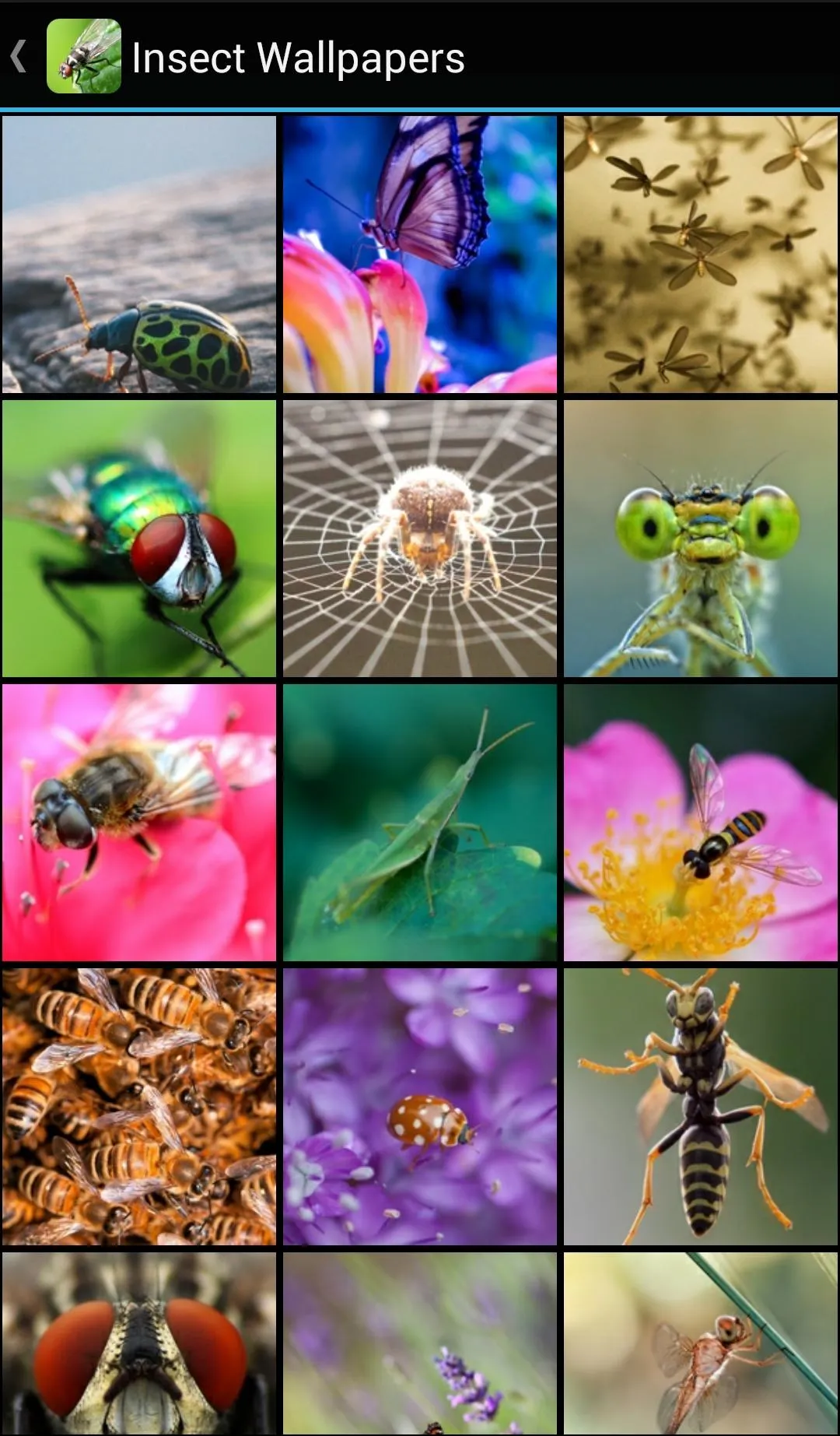 Insect Wallpapers | Indus Appstore | Screenshot