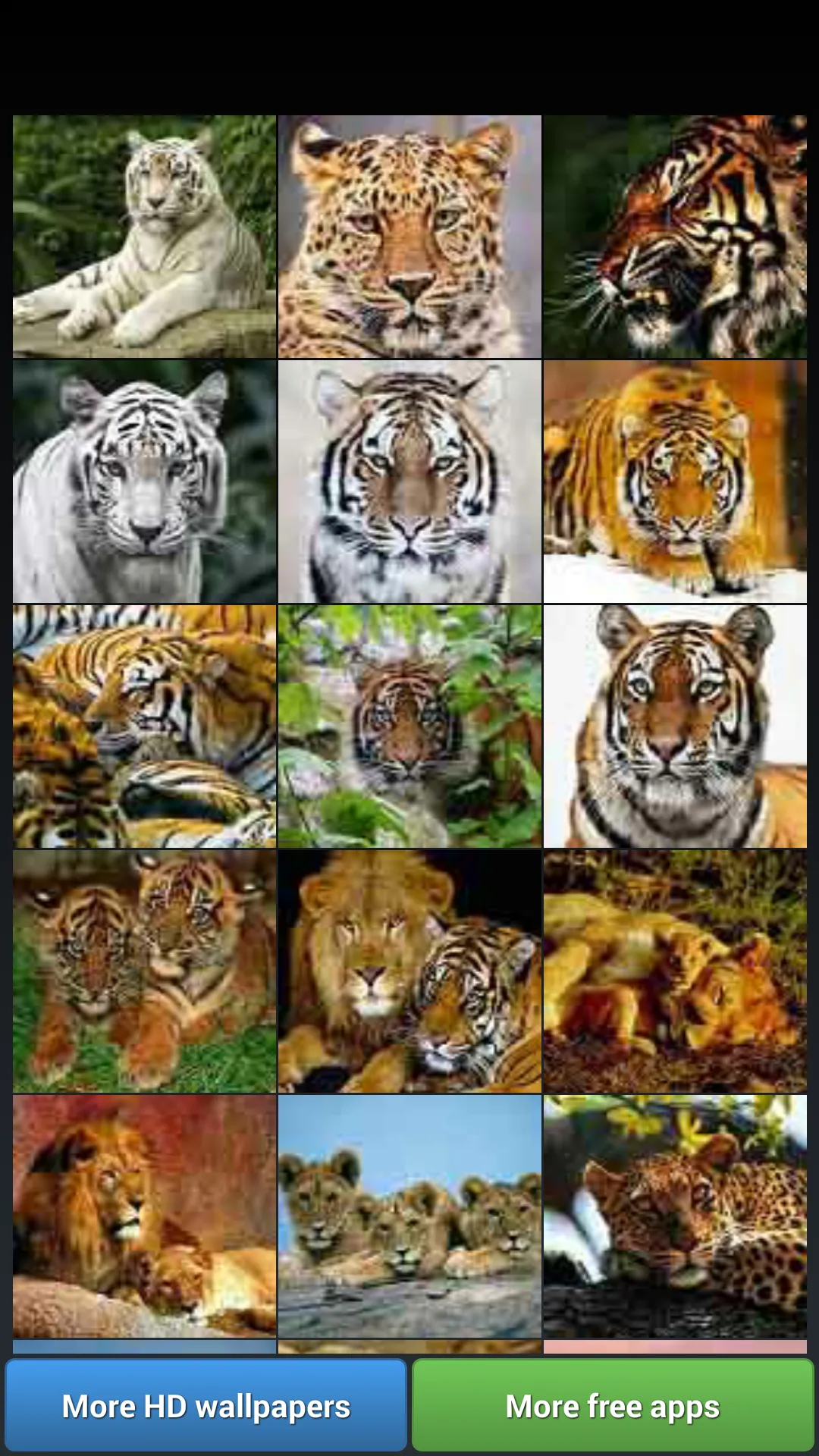 Big Cats HD Wallpapers | Indus Appstore | Screenshot