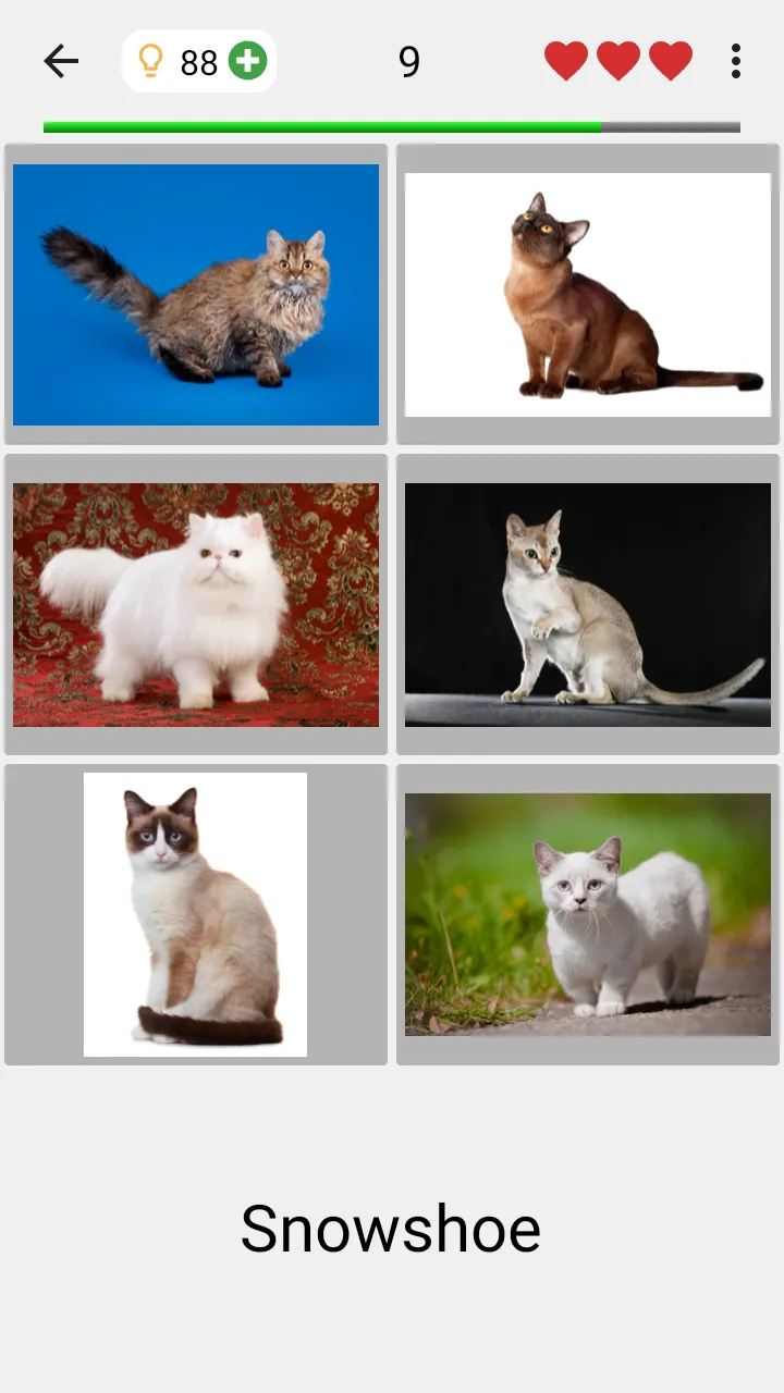 Cats Quiz Guess Popular Breeds | Indus Appstore | Screenshot