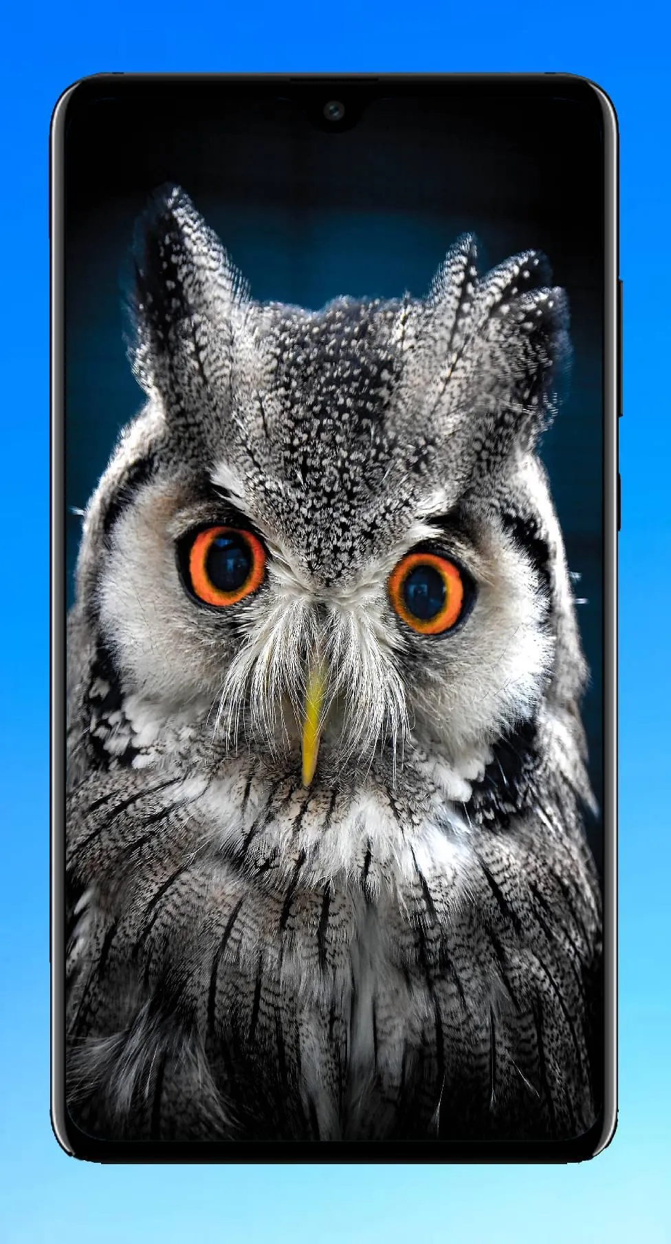 Owl Wallpaper 4K | Indus Appstore | Screenshot