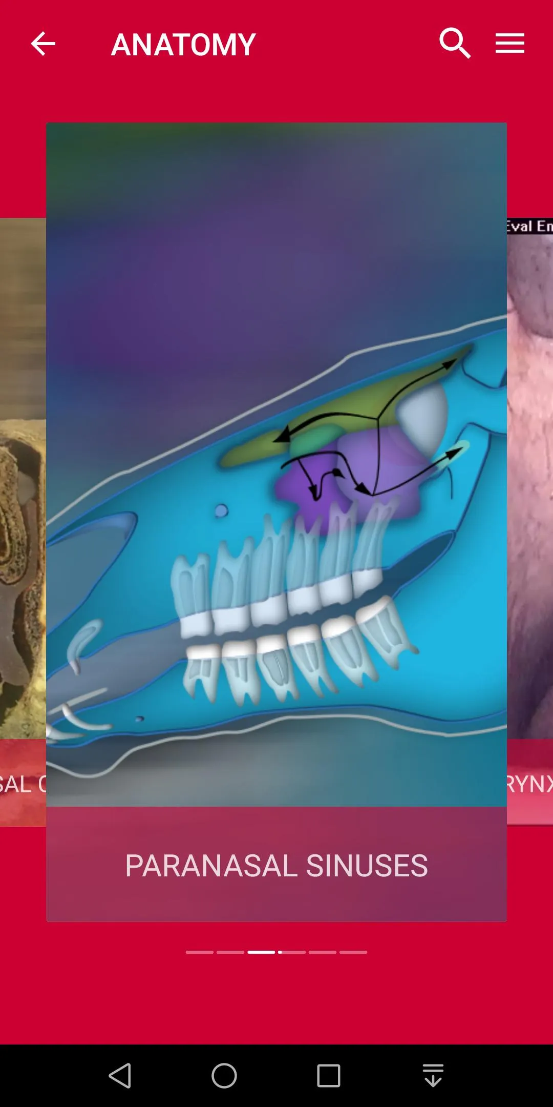 Equine Upper Respiratory Tract | Indus Appstore | Screenshot