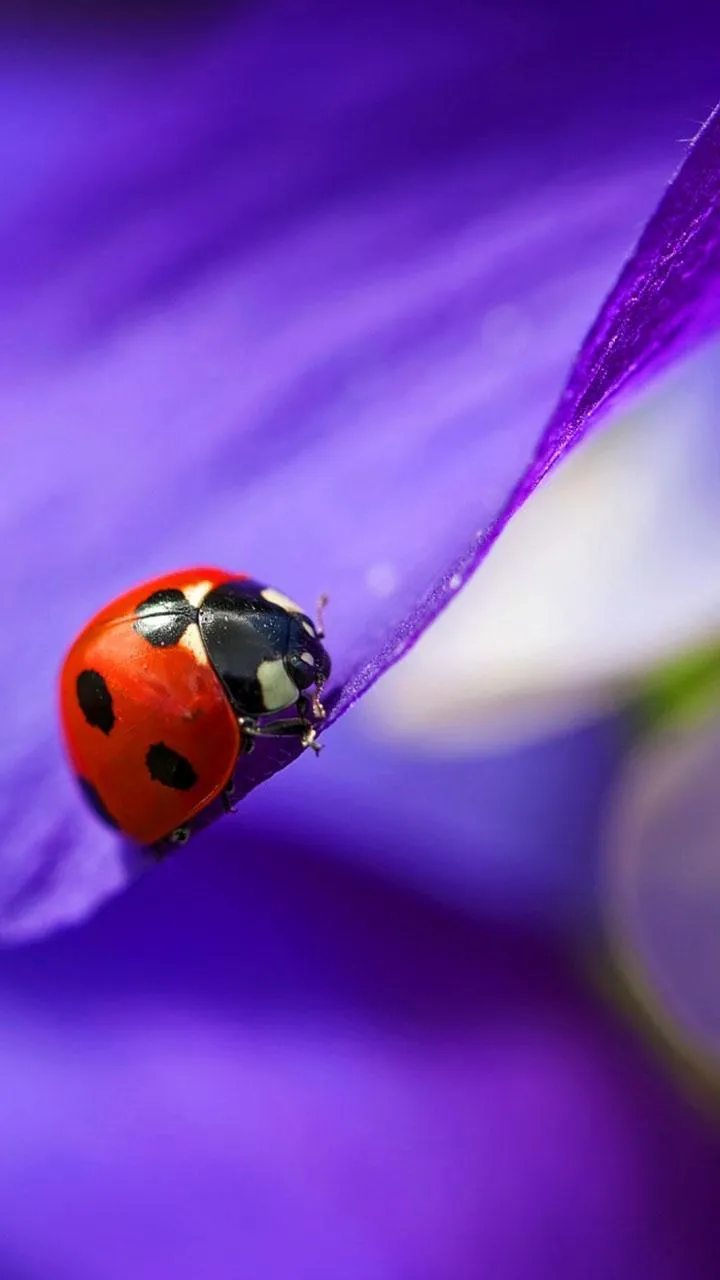 Ladybug Live Wallpaper | Indus Appstore | Screenshot