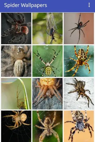 Spider Wallpapers | Indus Appstore | Screenshot