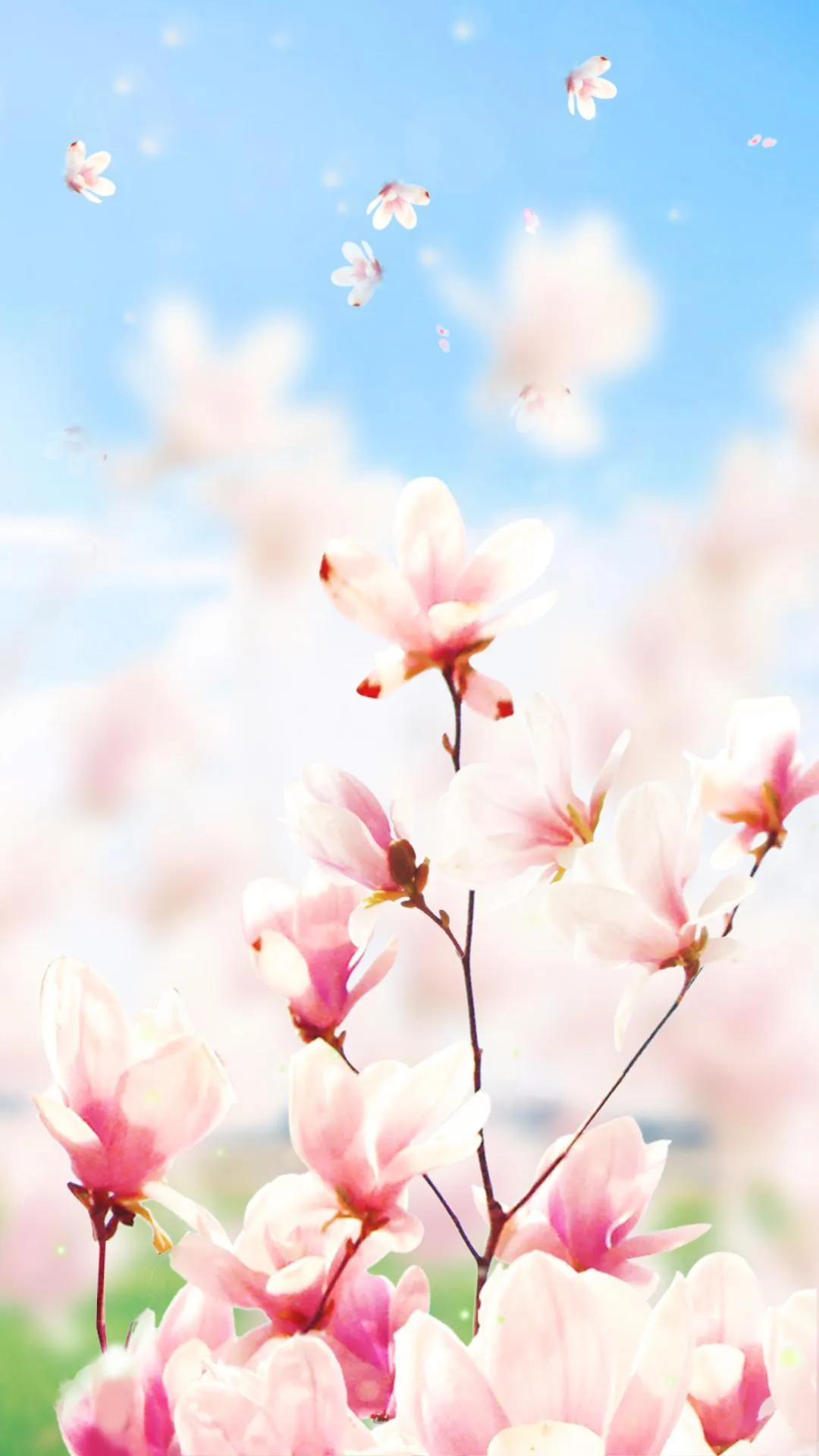 Magnolia Flower Live Wallpaper | Indus Appstore | Screenshot