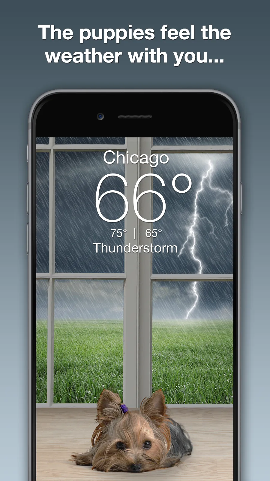 Weather Puppy - App & Widget | Indus Appstore | Screenshot