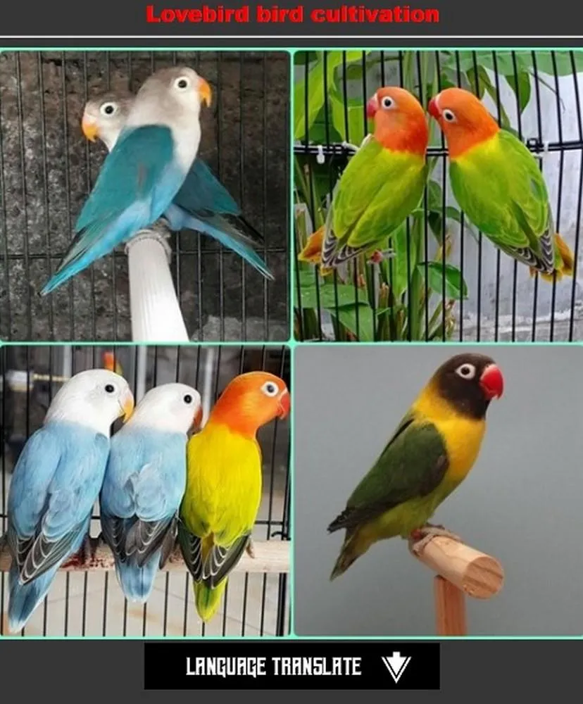 cultivating lovebird | Indus Appstore | Screenshot