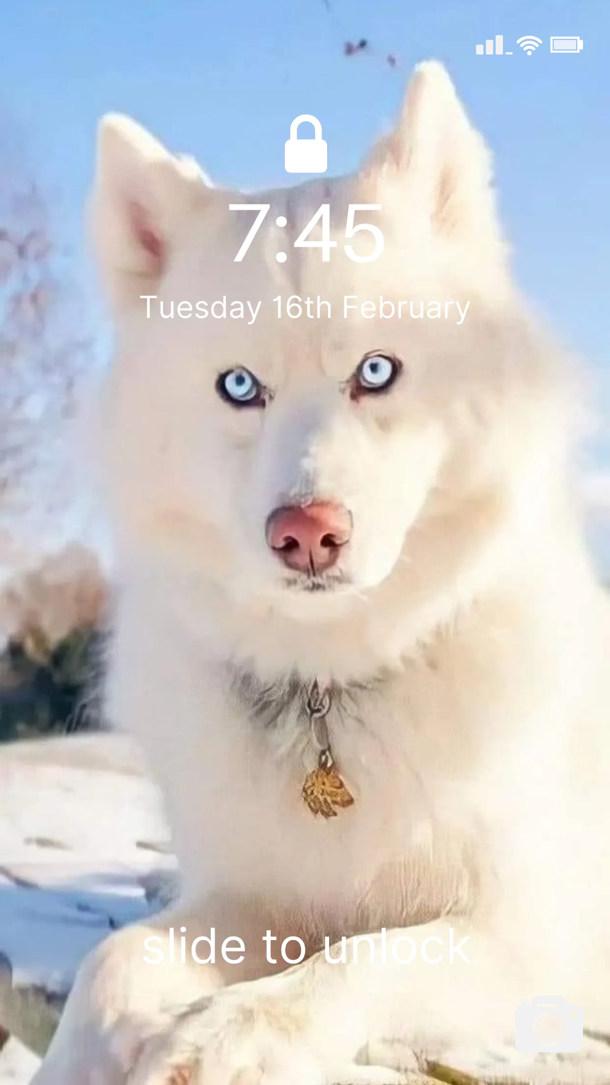 Cute Husky Wallpaper HD 4K | Indus Appstore | Screenshot