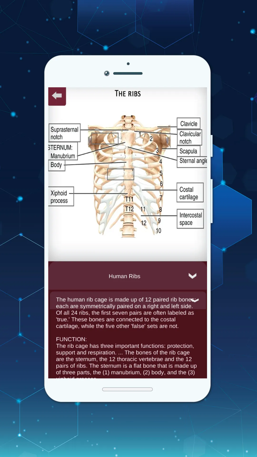 Complete 3D Female Anatomy | Indus Appstore | Screenshot