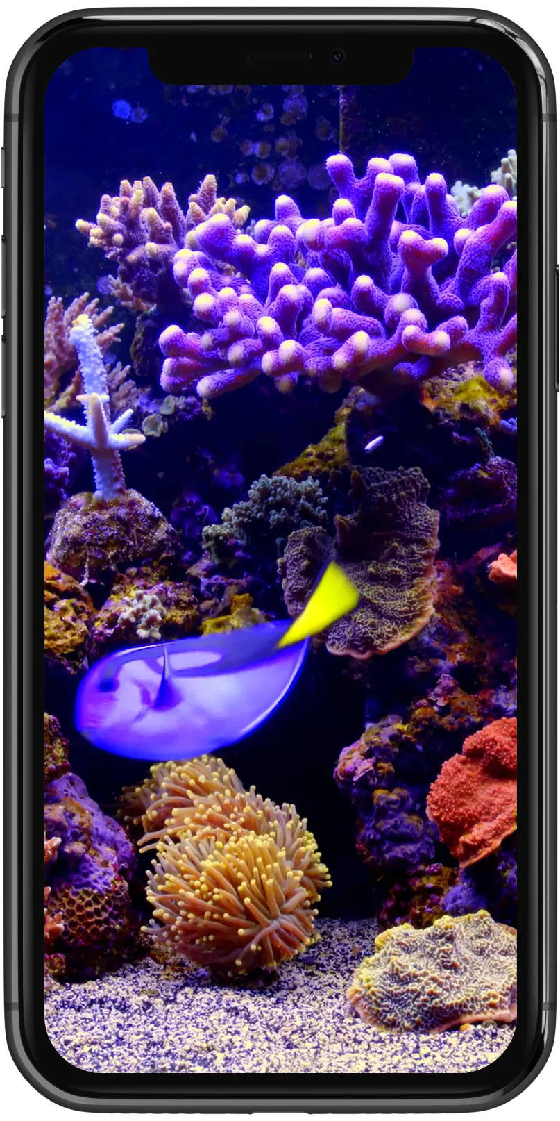 Real Aquarium Live Wallpaper | Indus Appstore | Screenshot